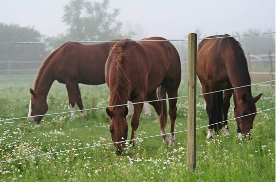 Premium Horse Žica za konje 250m