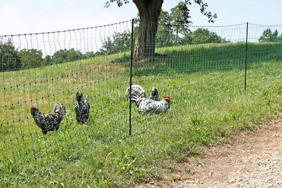 Mreža za perad PoultryNet sa jednostrukim vrhom: 25m/106cm