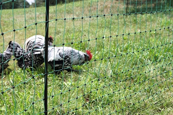 Mreža za perad PoultryNet s jednostrukim vrhom :50m/106cm